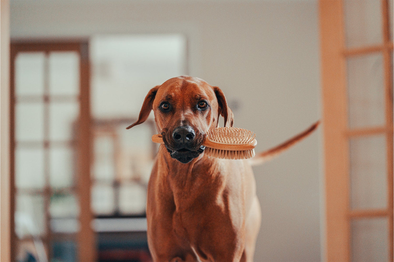 Pet Care Brushes