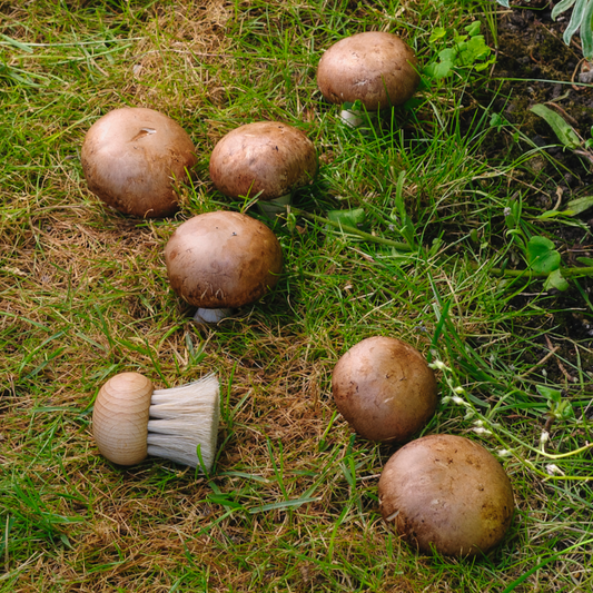 Mushroom Brush